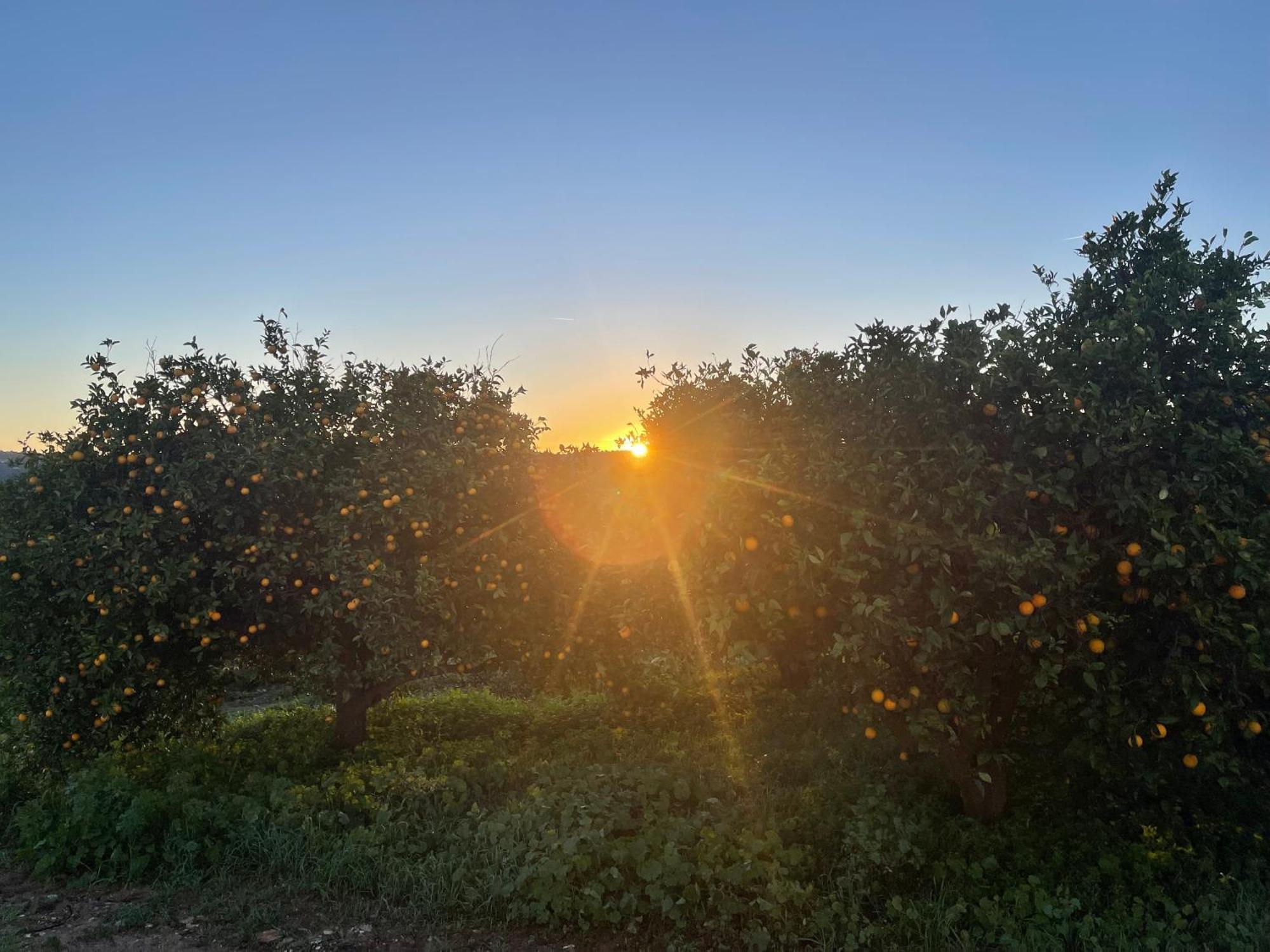 Orange Grove Residence سيلفيس المظهر الخارجي الصورة