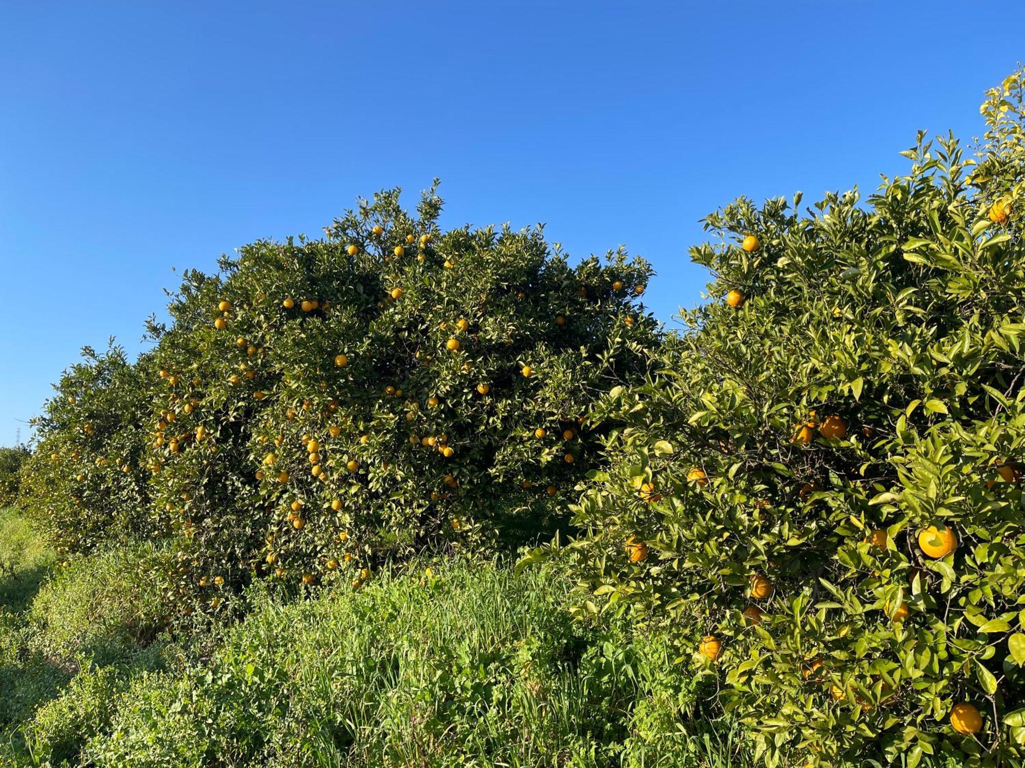 Orange Grove Residence سيلفيس المظهر الخارجي الصورة