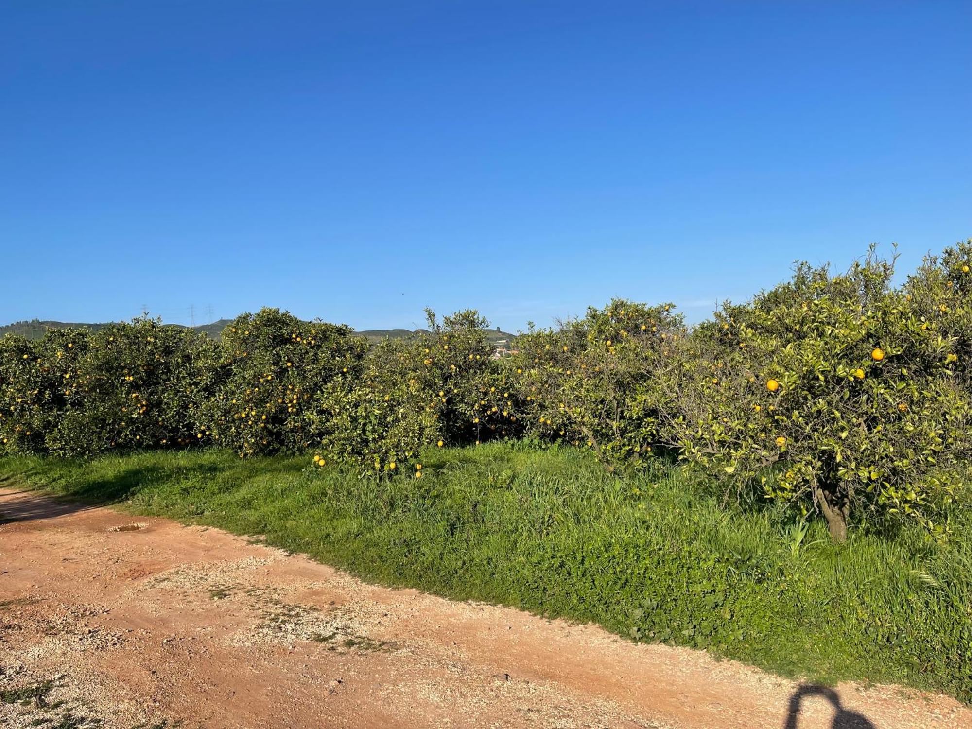Orange Grove Residence سيلفيس المظهر الخارجي الصورة