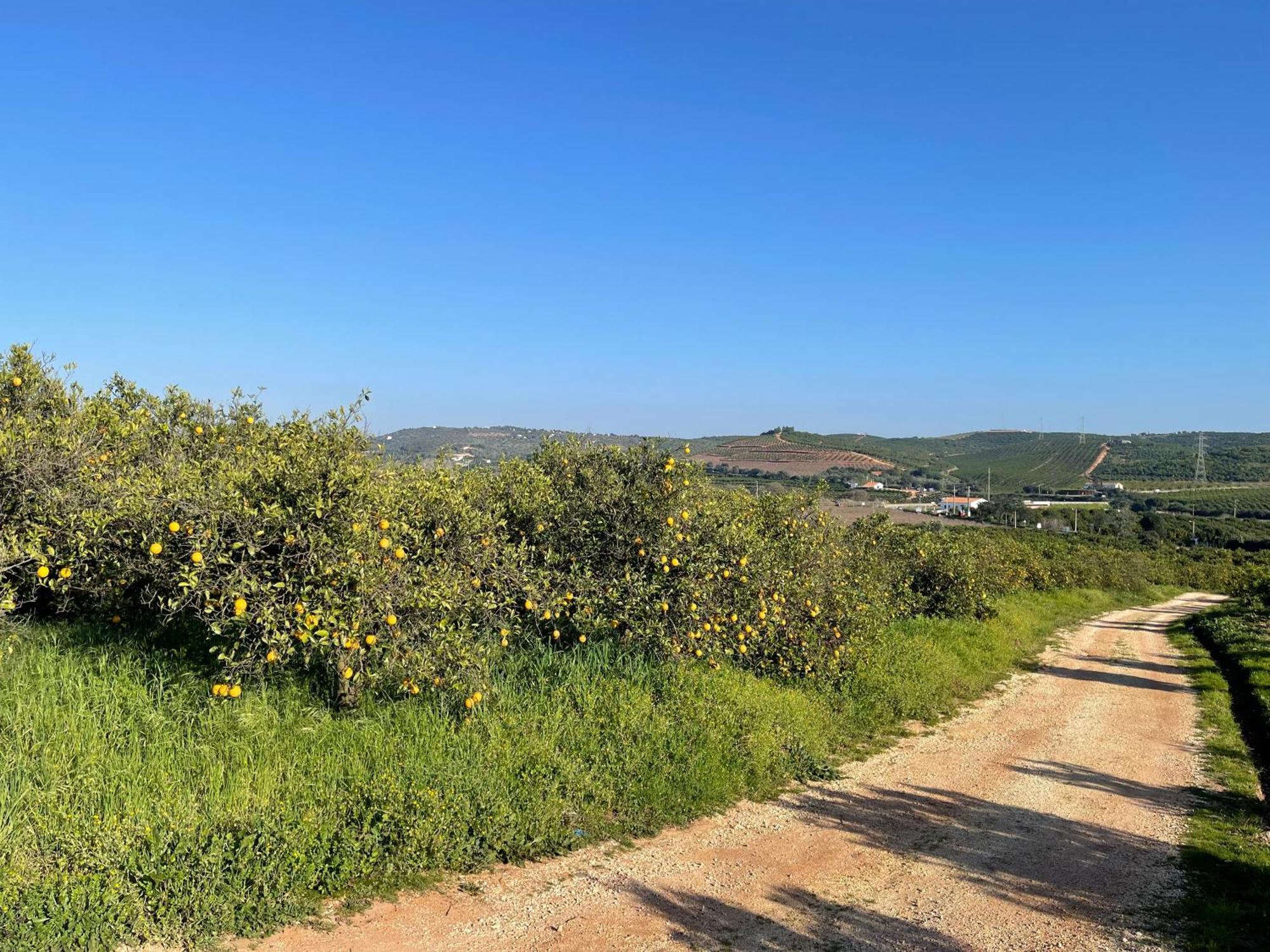 Orange Grove Residence سيلفيس المظهر الخارجي الصورة