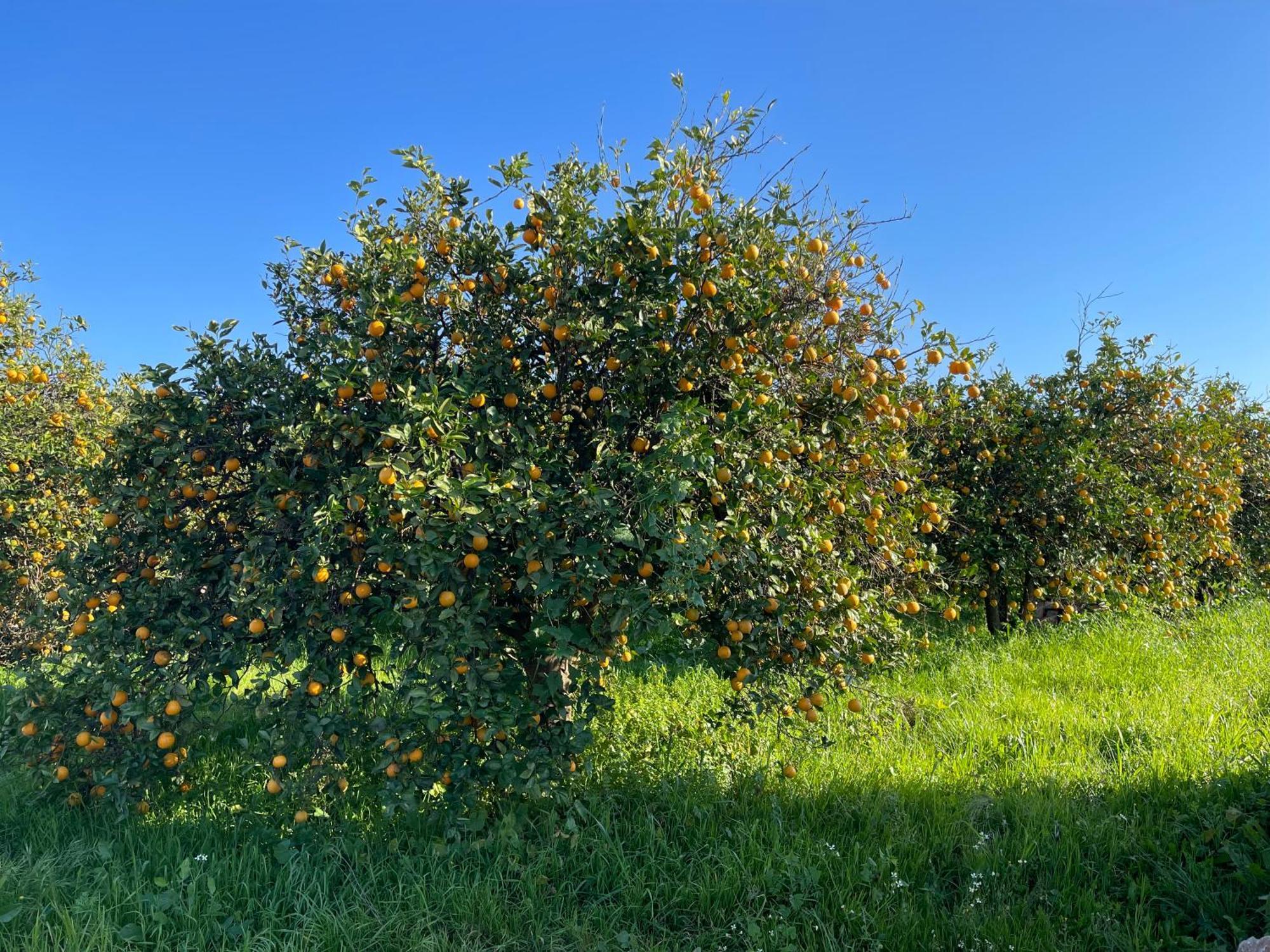 Orange Grove Residence سيلفيس المظهر الخارجي الصورة