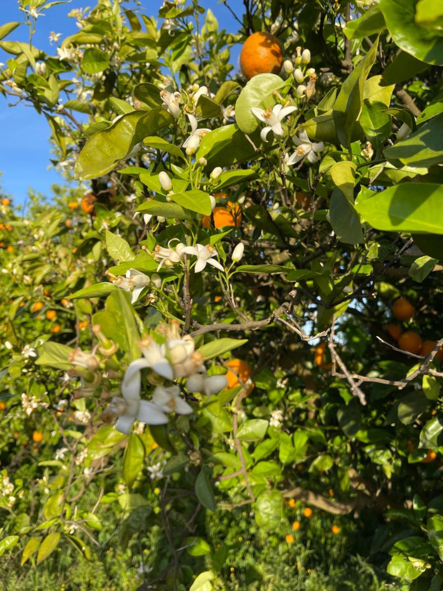 Orange Grove Residence سيلفيس المظهر الخارجي الصورة