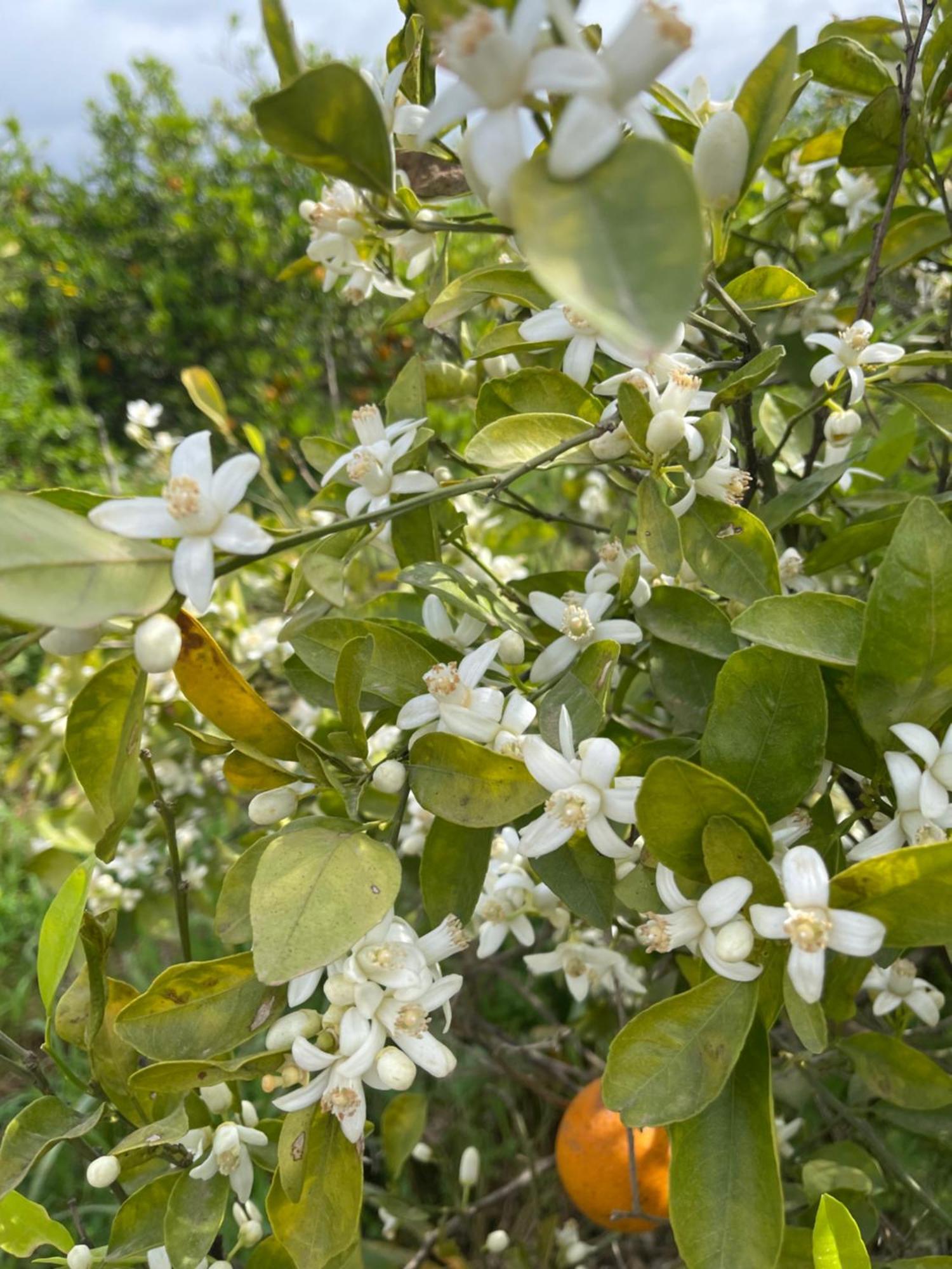 Orange Grove Residence سيلفيس المظهر الخارجي الصورة